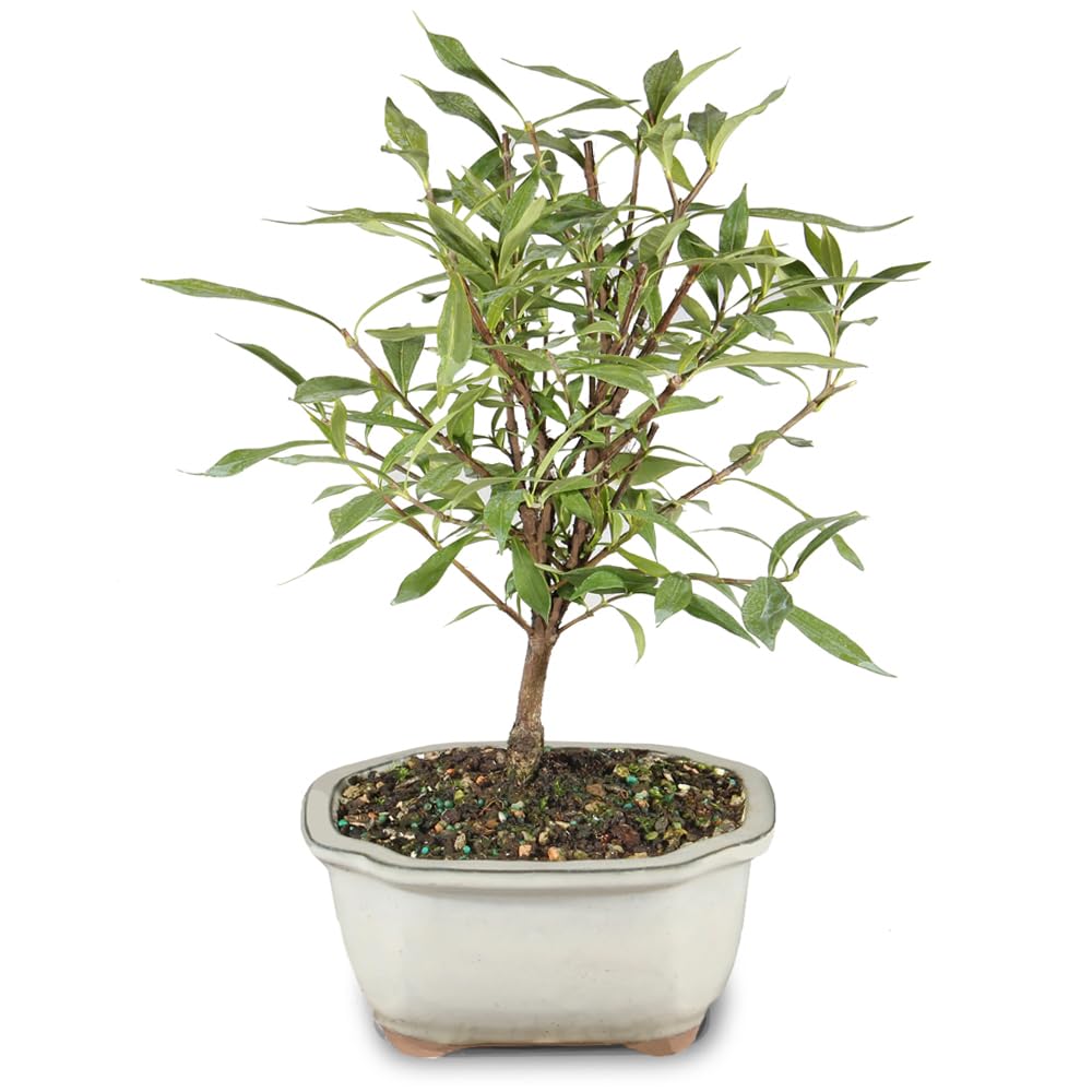 Live Gardenia Outdoor Bonsai Tree A922