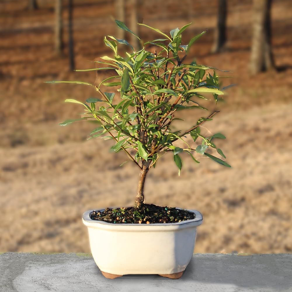 Live Gardenia Outdoor Bonsai Tree A922