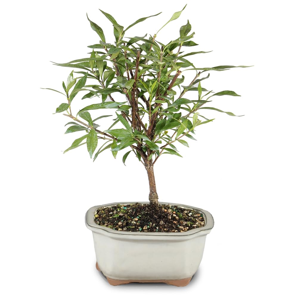 Live Gardenia Outdoor Bonsai Tree A922