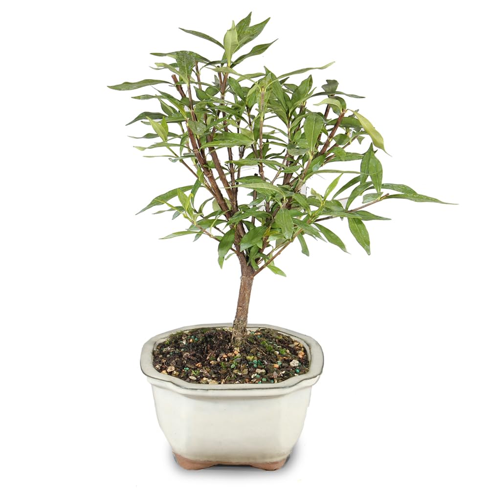 Live Gardenia Outdoor Bonsai Tree A922