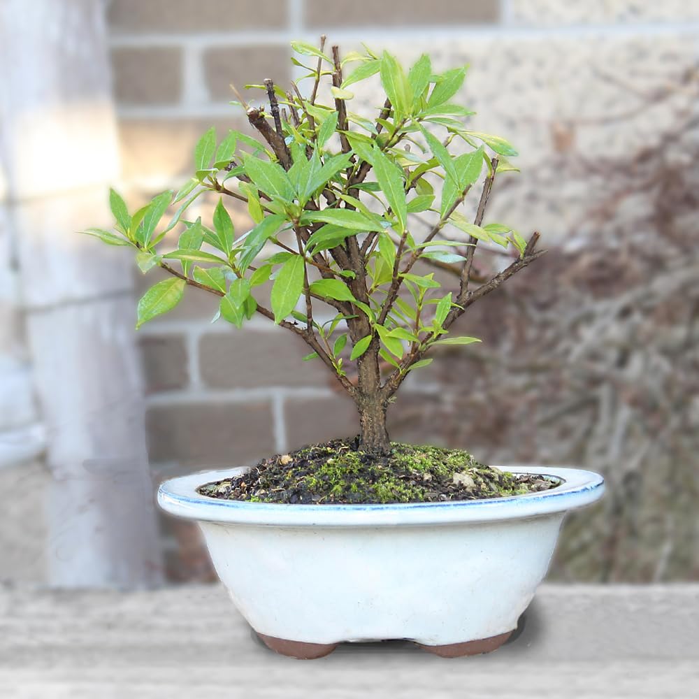 Live Gardenia Outdoor Bonsai Tree A922