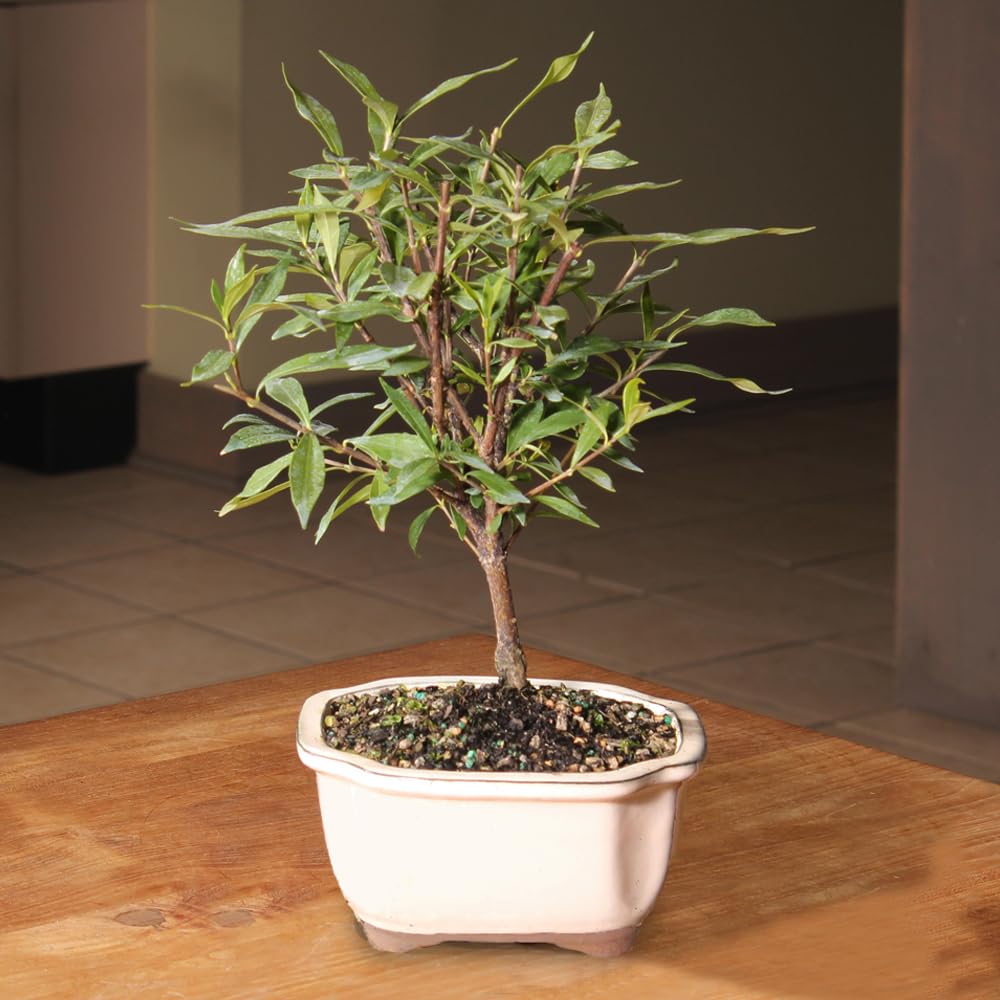 Live Gardenia Outdoor Bonsai Tree A922
