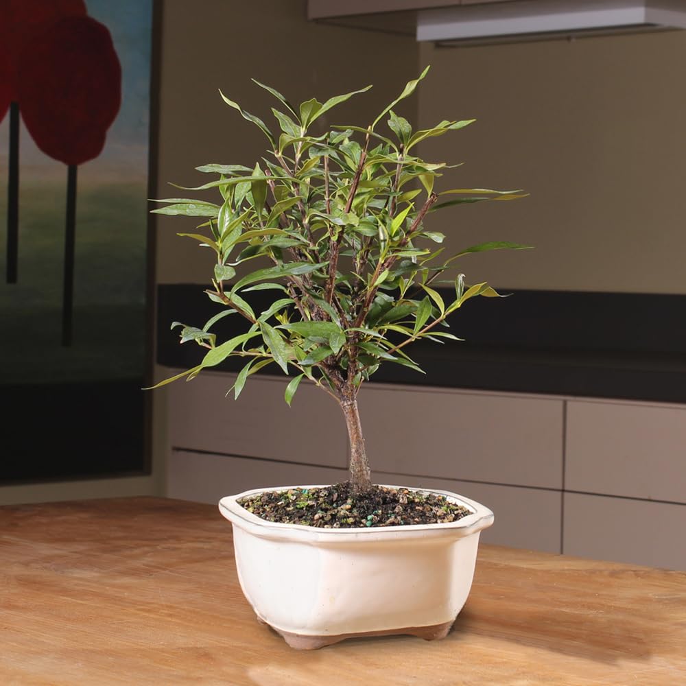 Live Gardenia Outdoor Bonsai Tree A922