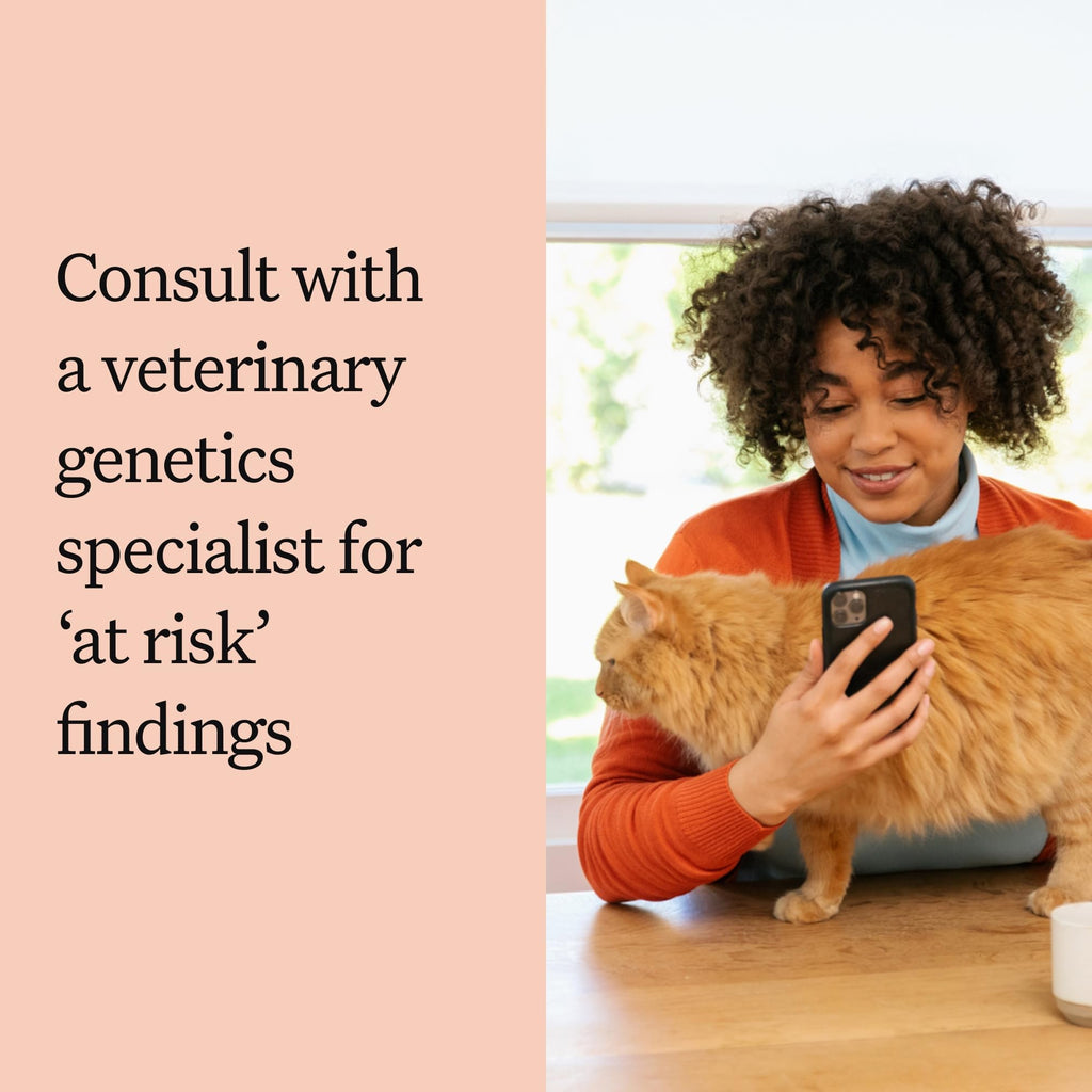 Cat DNA Test Kit, 45 Health Conditions, 1 Pack L159399