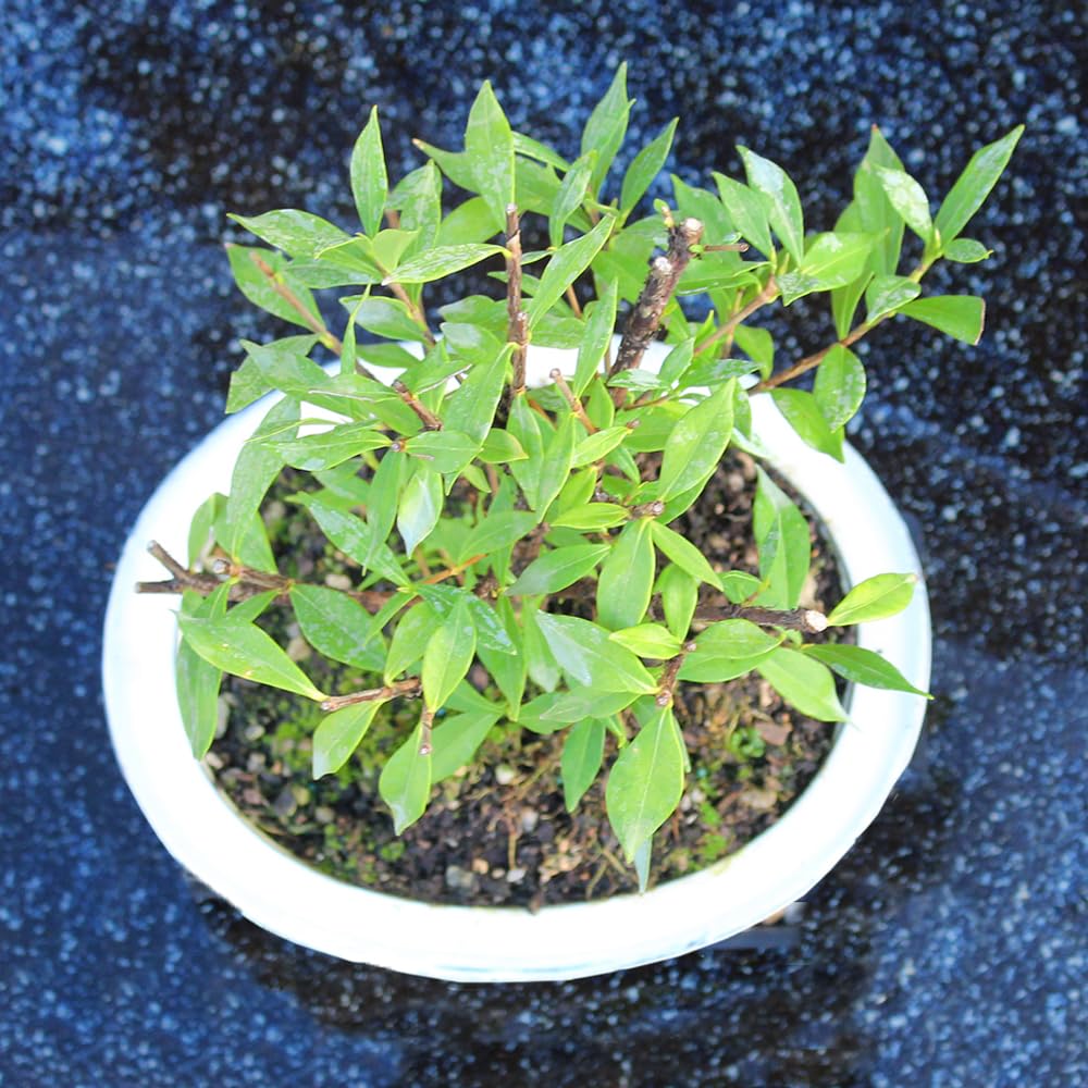 Live Gardenia Outdoor Bonsai Tree A922