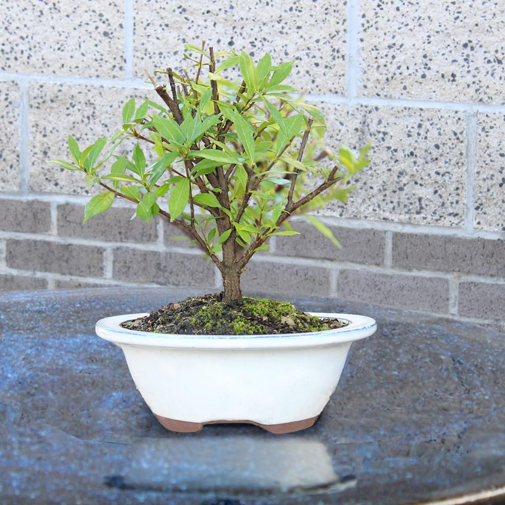 Live Gardenia Outdoor Bonsai Tree A922