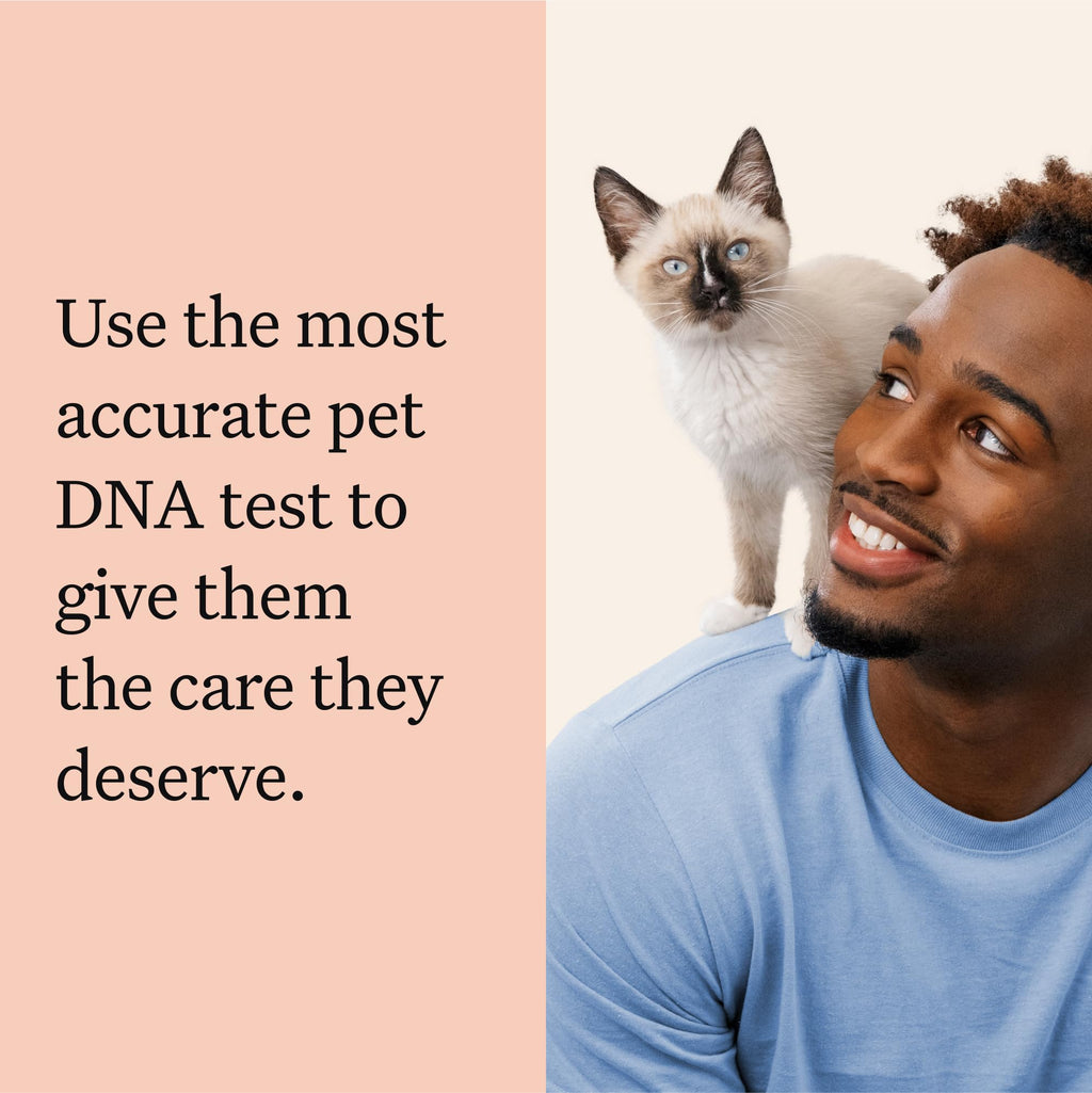 Cat DNA Test Kit, 45 Health Conditions, 1 Pack L159399