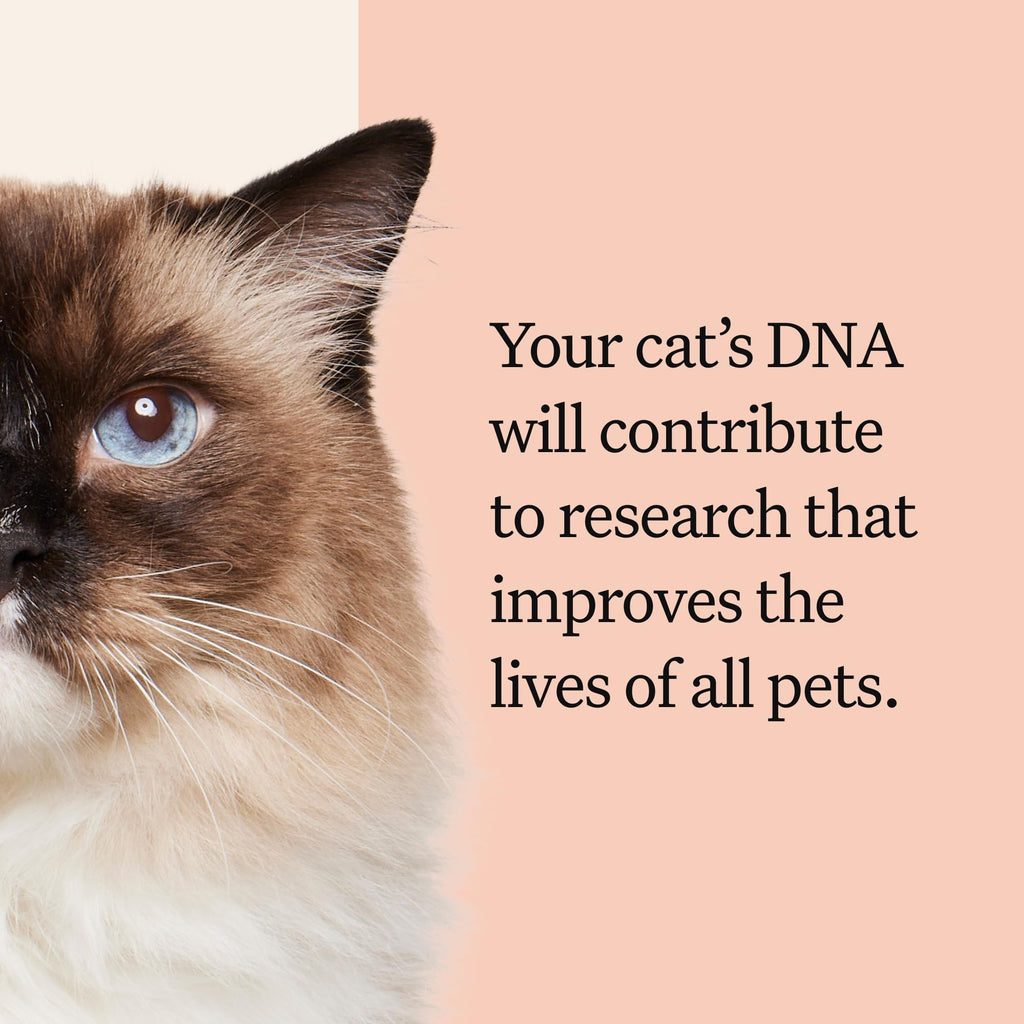 Cat DNA Test Kit, 45 Health Conditions, 1 Pack L159399