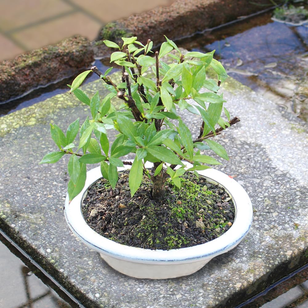 Live Gardenia Outdoor Bonsai Tree A922