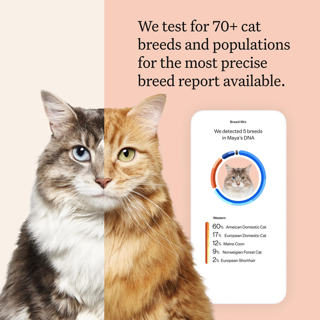 Cat DNA Test Kit, 45 Health Conditions, 1 Pack L159399