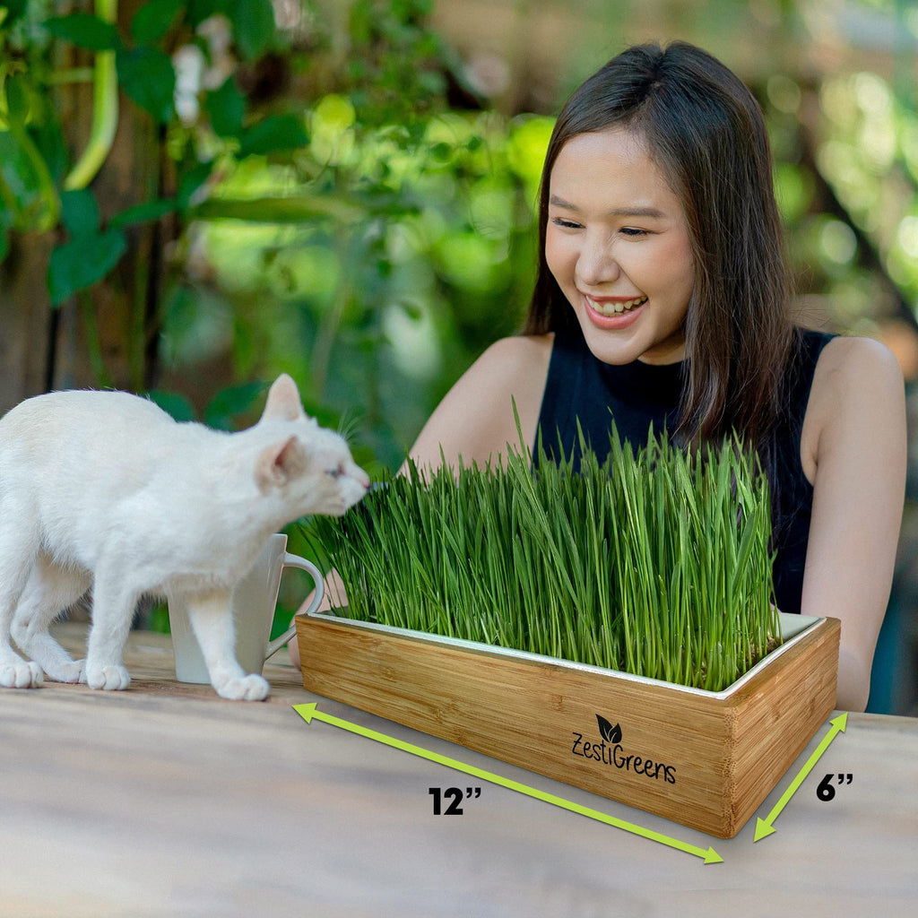 Self-Watering Cat Grass Kit and Refills, 4 Mats and 4 Seed Packets Q41570