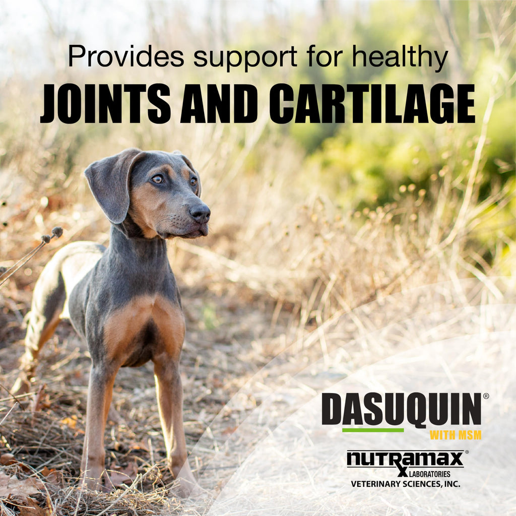 Joint Supplement Chew Tablets 84ct H197