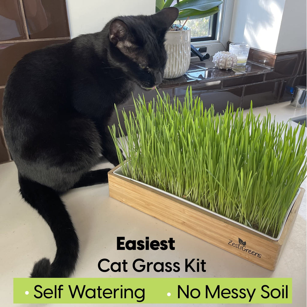 Self-Watering Cat Grass Kit and Refills, 4 Mats and 4 Seed Packets Q41570