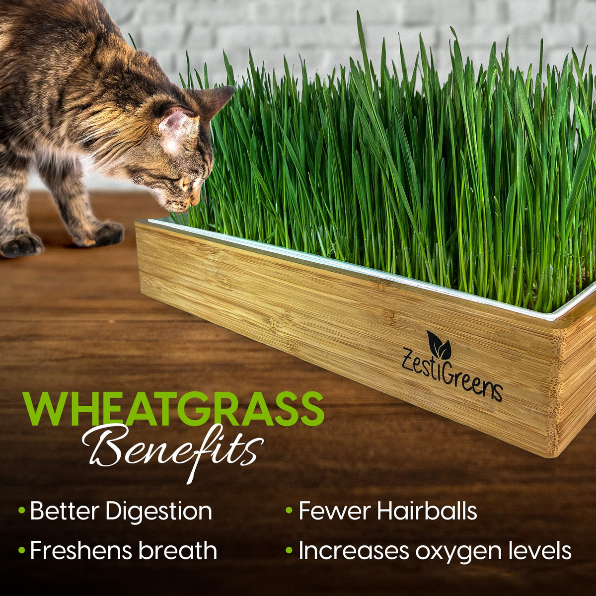 Self-Watering Cat Grass Kit and Refills, 4 Mats and 4 Seed Packets Q41570